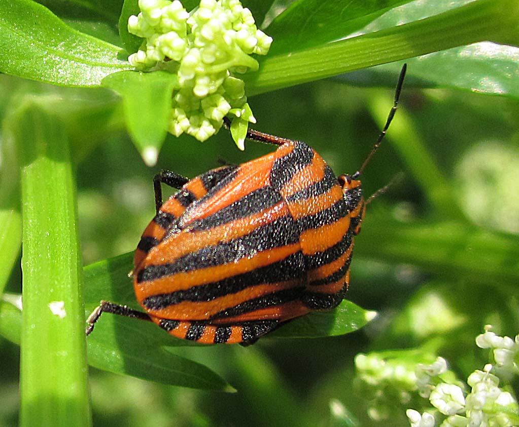 cimice rosso-nera